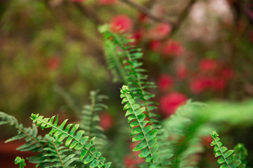 Fresh small green leaves with red flowers   in the background.