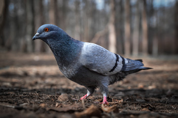 Pigeons close up looking for food