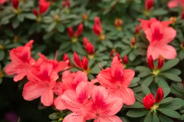 Gardinen Azalee Big red azalea blooming. Flowers of azalea close up. Background full of flower. Rhododendron tree  in springtime.  © bdrvoloshin