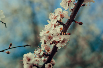 Apple flower