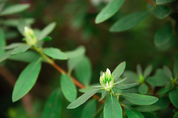 Fototapeta na wymiar Natural green leaf with sunlight. Leaves background.
