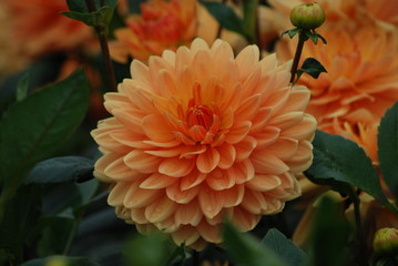 Orange Dahlia