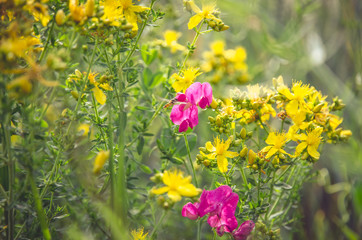 colorful rural flowers