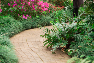 Path in botanical garden greenhouse with green trees, plants and colorful flowers around. Alley in tropical garden.
