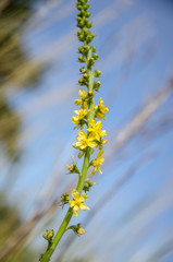 yellow mullein rural flower