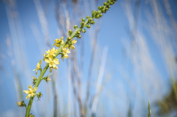 yellow mullein rural flower and blue sky