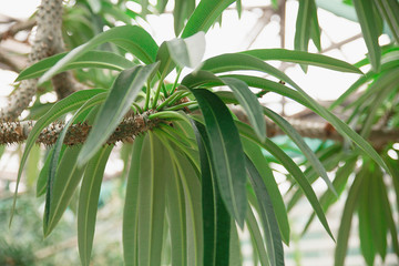 Obraz premium Natural green leaf with sunlight. Leaves background.