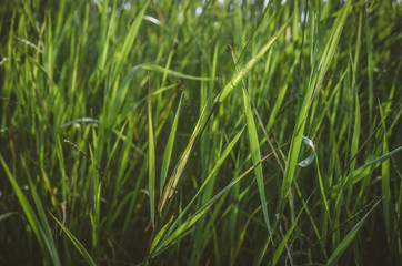 green grass background