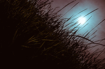 afternoon in the countryside