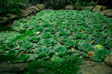 Obraz premium Water plants on a pond. The green carpet of aquatic plant in a garden.Tropical aquatic, water lettuce.
