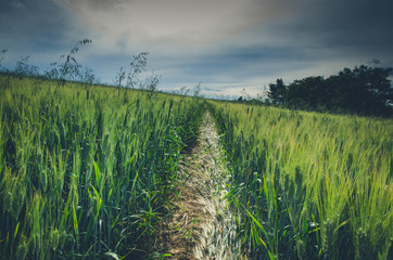 countryside in spring time