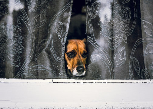 Dog looking out window