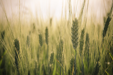 Fototapeta premium green rye field and blue sky