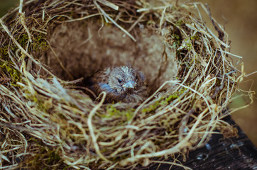 Naklejka na ściany i meble house sparrow in nest