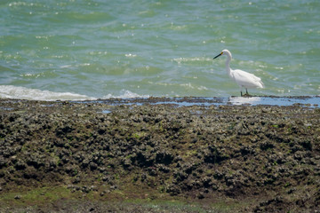 Cities of Brazil - Recife, Pernambuco state's capital - Boa Viagem Beach
