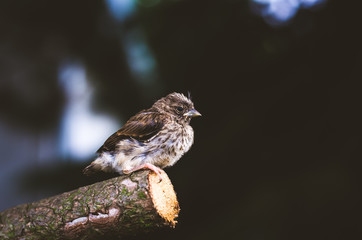 house sparrow bird in tree trunk
