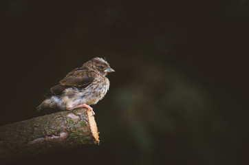 house sparrow bird in tree trunk