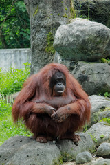 Obraz premium orangutan sit on rocks