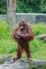 orangutans stand up and clap their hands