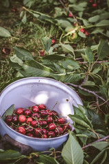 ripe cherry in basket