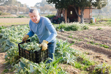 Fototapeta premium Professional gardener holding crate with artichokes in garden outdoor