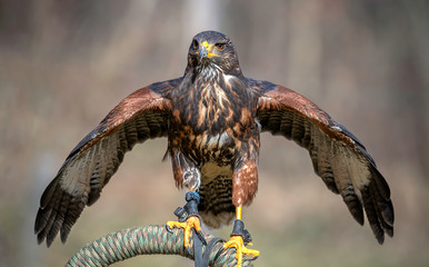 Harris Hawk - Wüstenbussard