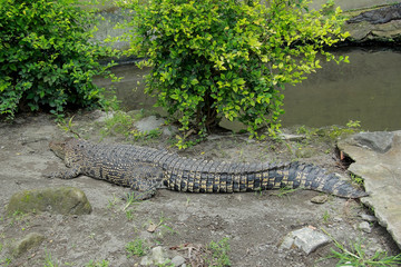crocodiles on land are sunbathing