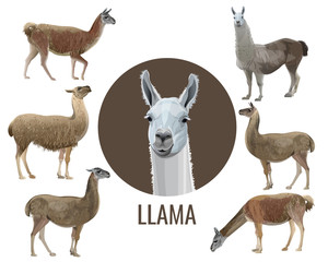 Set of vector llamas © Hennadii