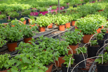 Fototapeta na wymiar Seedlings of spearmint growing in pots in sunny greenhouse