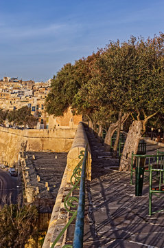 Lower Baraka Olive Trees