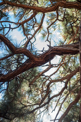 Fototapeta na wymiar pine tree branches detail nature pattern outdoors morning