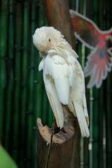 Cacatua alba or white cockatoo, Indonesia