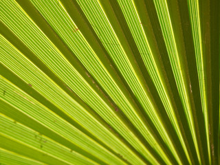 Obraz premium Light shining through a palm frond showing detailed green and yellow stripes