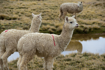 Fototapeta premium Alpaca on top of mountain overlooking a beautiful landscape in Peru