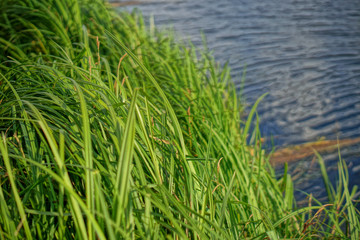 Beautiful landscape of reeds against the background of a river. Background for your design. Stock Photo