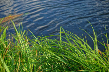 Beautiful landscape of reeds against the background of a river. Background for your design. Stock Photo