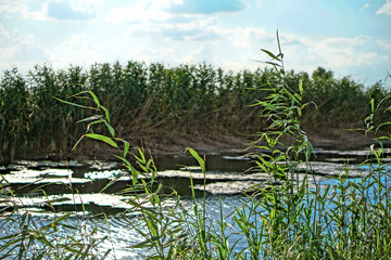 Beautiful landscape of reeds against the background of a river. Background for your design. Stock Photo