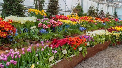 Fototapeta na wymiar Flowers in green house. Floral bouquet shop. Blooming plants and multi color flowers inside a garden center