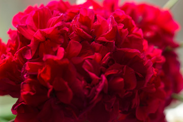 Beautiful red Geranium Pelargonium - close up garden flowers, background