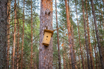 Birdhouse on the tree waiting for the starlings, in the spring in the forest