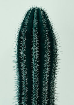 Close up of  cactus ribs with white spines