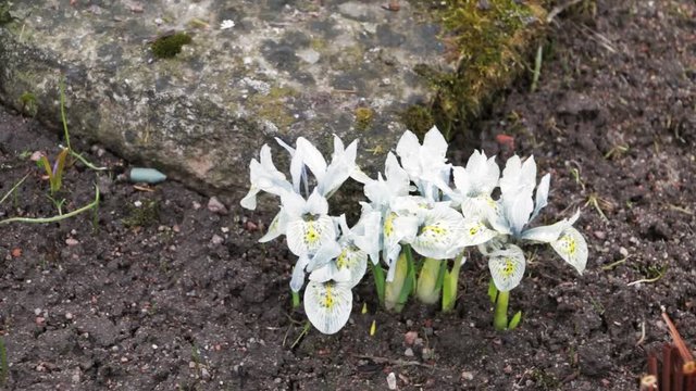 White iris flowers, fleur de lis - first spring flowers in the ground,