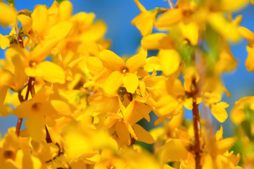 Obraz premium Blooming forsythia in springtime. Blurry backdrop with yellow flowers. Beautiful florets in the park. Blue sky. Spring blossoming forsythia with soft focus and blurry. Toned image doesn’t in focus.
