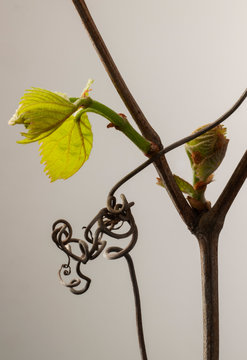 Grapevine bud and leaves grow near tendril