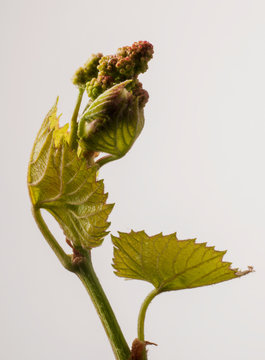 Unripe grape cluster and leaves on shoots