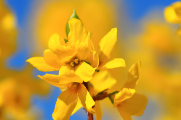 Blooming Forsythia flowers branch in springtime. Beautiful yellow flowers in the village. Blue sky. Spring blossoming florets with soft focus and blurry. Image doesn’t in focus. Close-up.