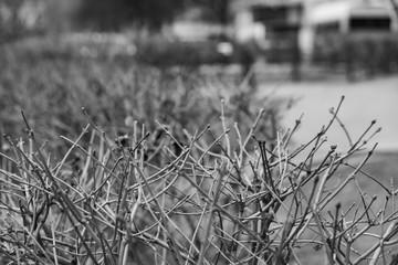 Monochrome background with hedge no leaves