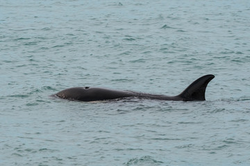 Fototapeta premium Orcas hunting sea lions, Patagonia , Argentina