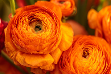 Beautiful orange herbaceous peony. Сlose up view of Ranunculus aka buttercup flower, exquisite, with a rose-like blossoms. Persian buttercup