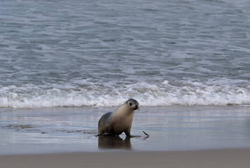 Aussie Sealion